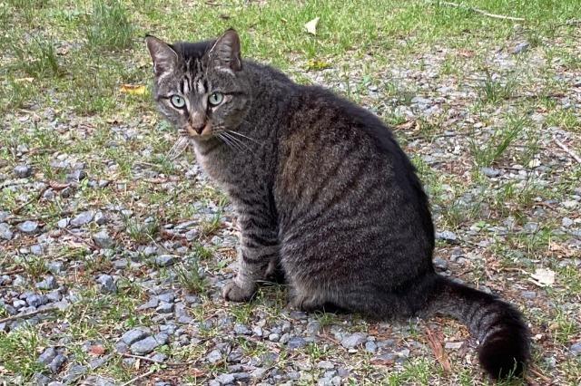 Peppa (Rosarita), an adoptable Domestic Short Hair in Pittsboro, NC, 27312 | Photo Image 1