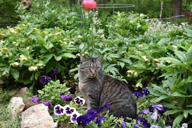 Peppa (Rosarita) ADOPTION PENDING!, an adoptable Domestic Short Hair in Pittsboro, NC, 27312 | Photo Image 1