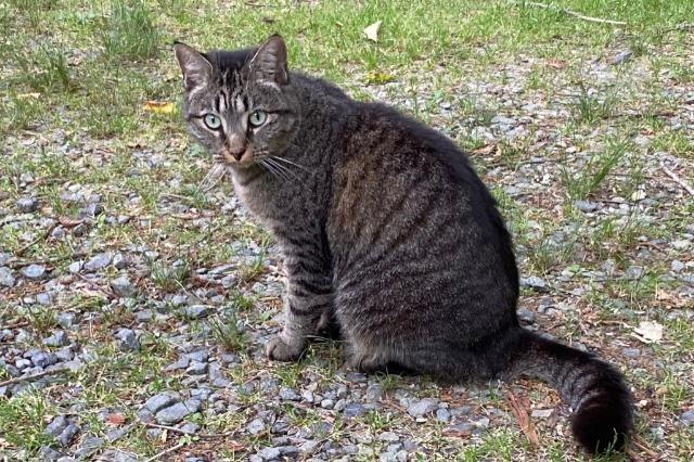 Peppa (Rosarita), an adoptable Domestic Short Hair in Pittsboro, NC, 27312 | Photo Image 2