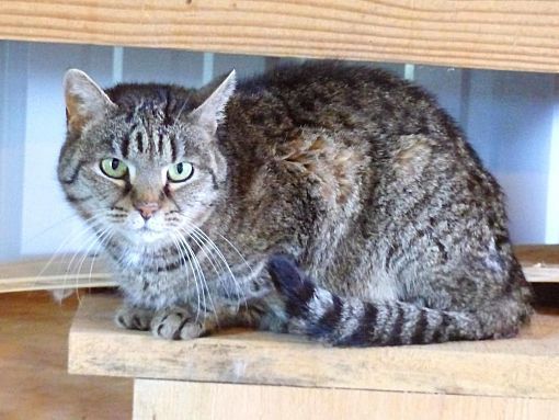 Virtual Sponsors needed!, an adoptable Domestic Short Hair in Monterey, VA, 24465 | Photo Image 1