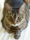 Virtual Sponsors needed!, an adoptable Domestic Short Hair in Monterey, VA, 24465 | Photo Image 2