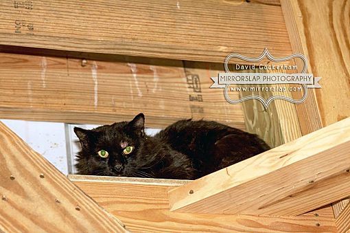 Virtual Sponsors needed!, an adoptable Domestic Short Hair in Monterey, VA, 24465 | Photo Image 3