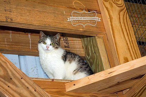 Virtual Sponsors needed!, an adoptable Domestic Short Hair in Monterey, VA, 24465 | Photo Image 4