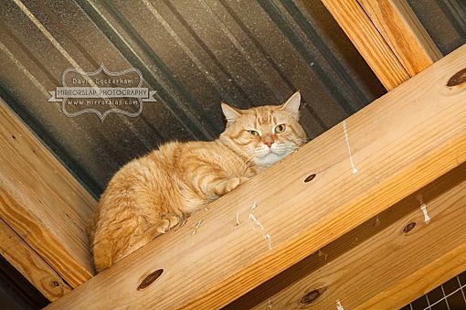Virtual Sponsors needed!, an adoptable Domestic Short Hair in Monterey, VA, 24465 | Photo Image 5