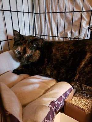 Virtual Sponsors needed!, an adoptable Domestic Short Hair in Monterey, VA, 24465 | Photo Image 6