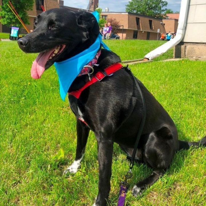 Dog For Adoption London A Labrador Retriever Border Collie Mix In Mason City Ia Petfinder