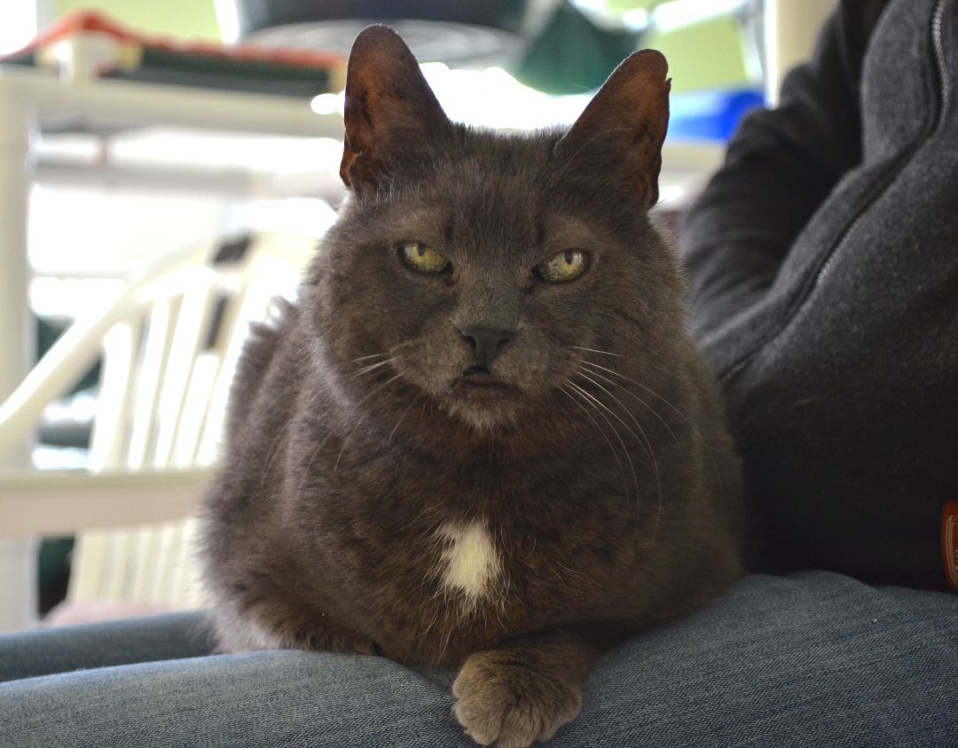 Piper, an adoptable Domestic Short Hair in Westbrook, CT, 06498 | Photo Image 1