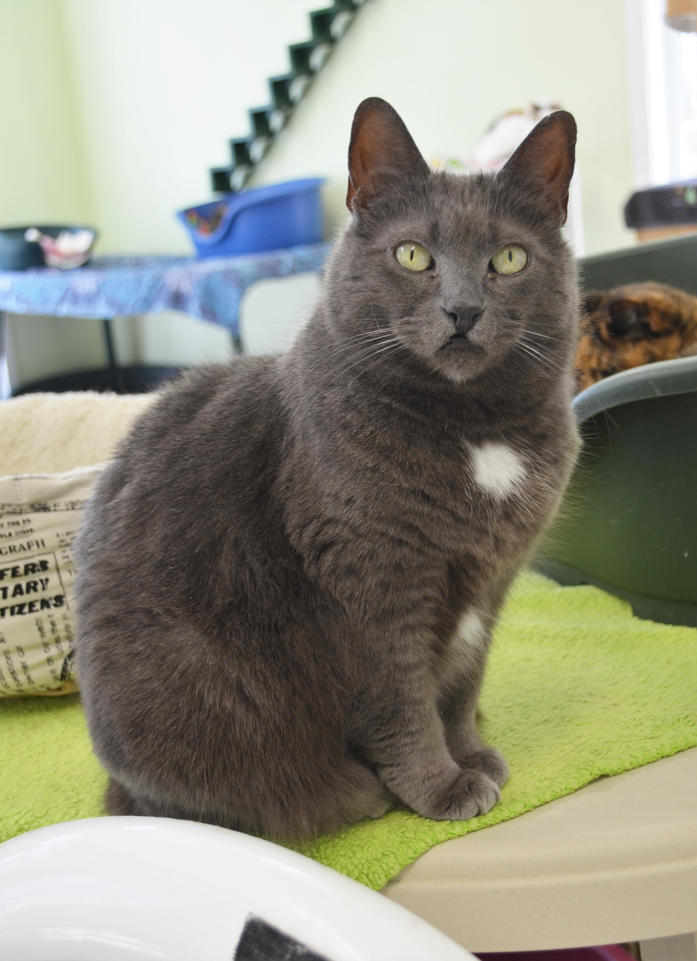 Piper, an adoptable Domestic Short Hair in Westbrook, CT, 06498 | Photo Image 3