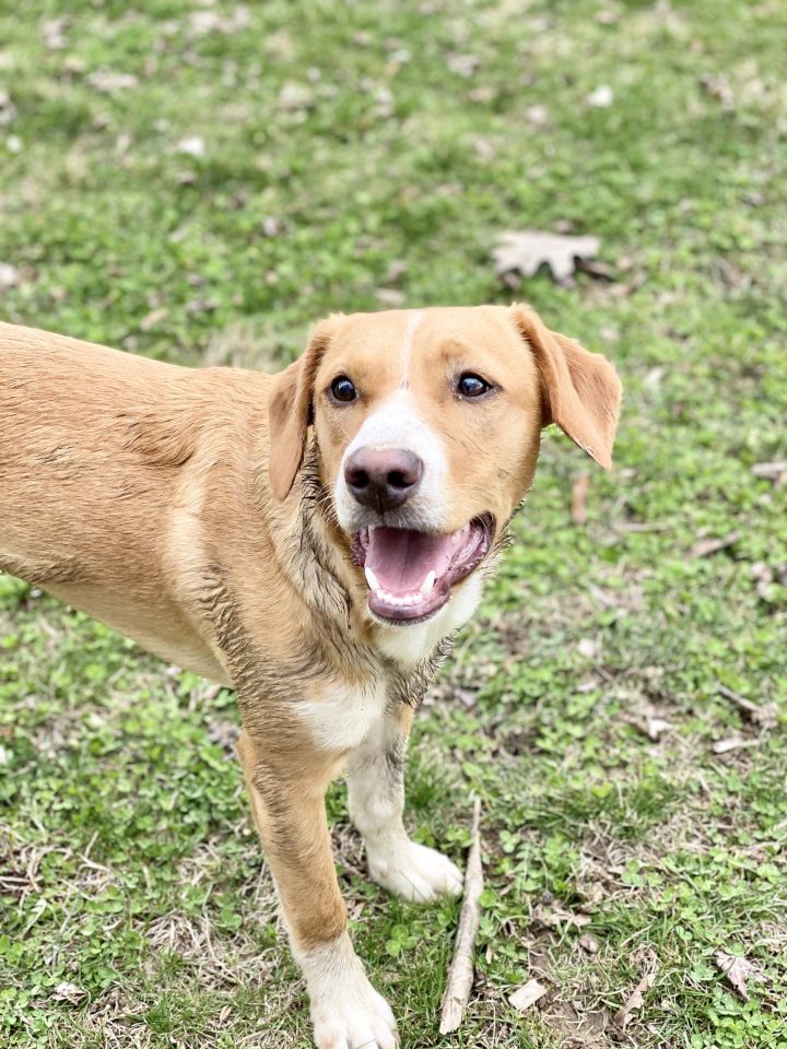 Dog for adoption - Charlie **Special Needs**, a Labrador Retriever ...