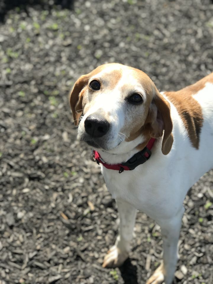 Mae **Senior/Special Needs**, an adoptable Hound & Coonhound Mix in Albany, NY_image-3