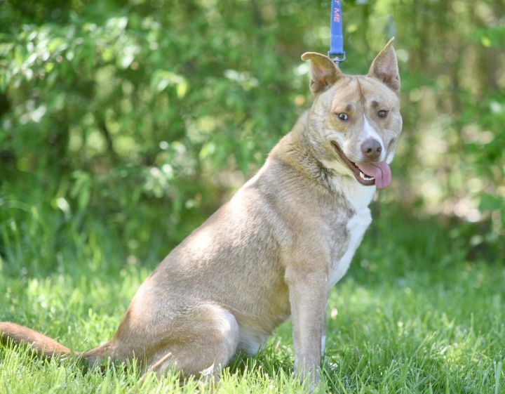 Simba, an adopted Siberian Husky & Pit Bull Terrier Mix in Louisville, IL_image-1