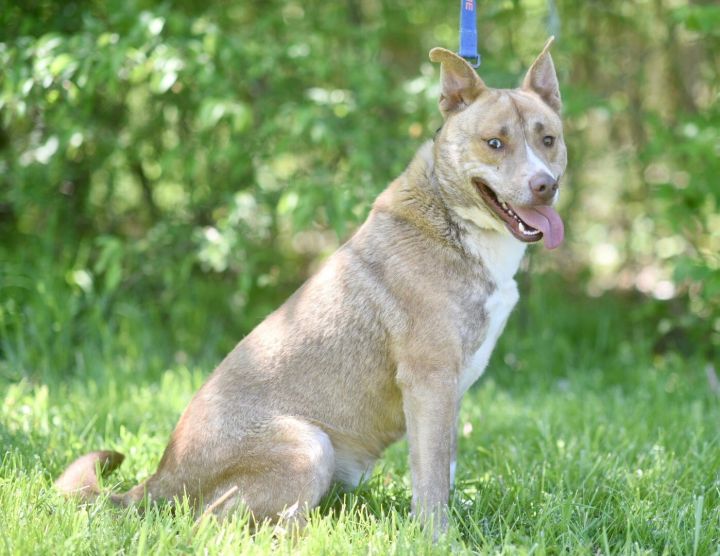 Simba, an adopted Siberian Husky & Pit Bull Terrier Mix in Louisville, IL_image-2
