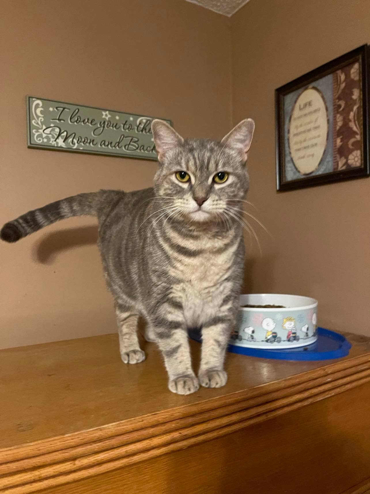 Desiree, an adoptable Domestic Short Hair in Lockport, NY, 14095 | Photo Image 1