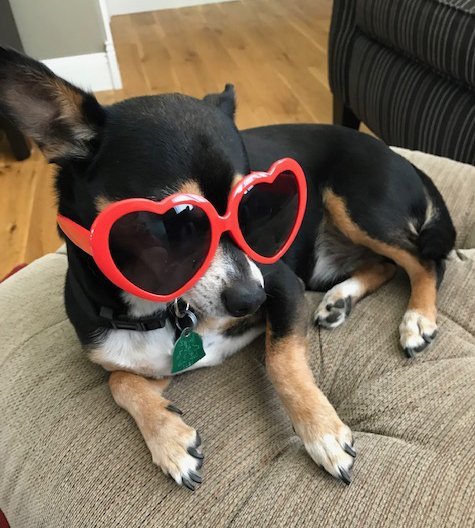 Toi, an adoptable Miniature Pinscher, Chihuahua in Beloit, WI, 53511 | Photo Image 2