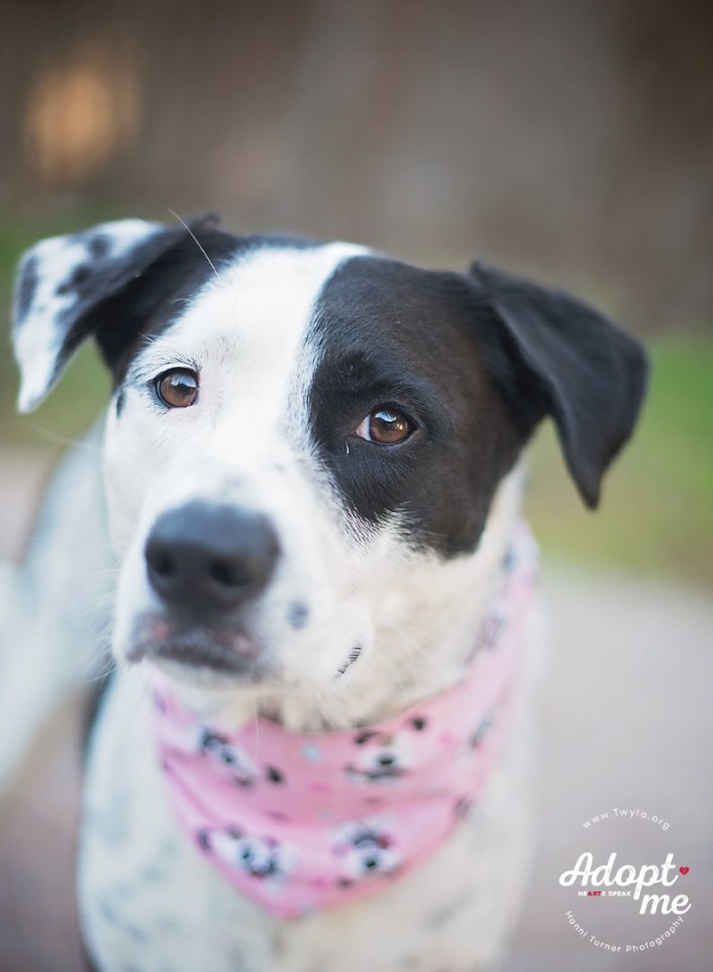 Rachel, an adoptable Border Collie, Labrador Retriever in Kingwood, TX, 77339 | Photo Image 1