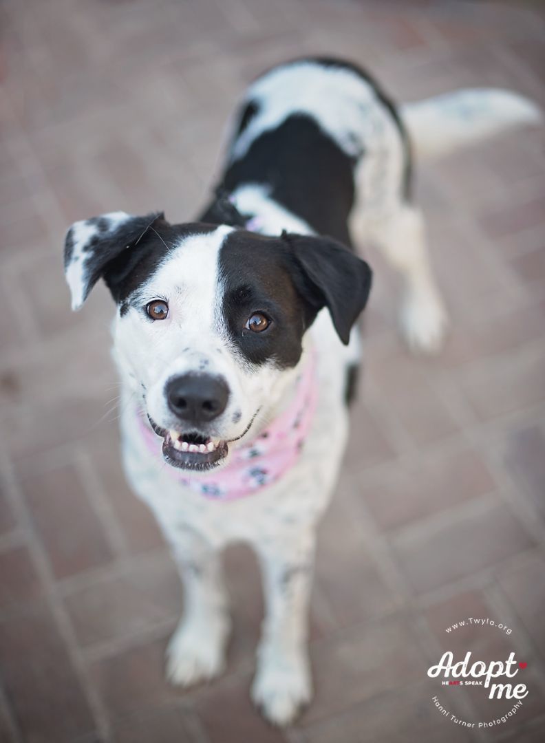 Rachel, an adoptable Border Collie, Labrador Retriever in Kingwood, TX, 77339 | Photo Image 2