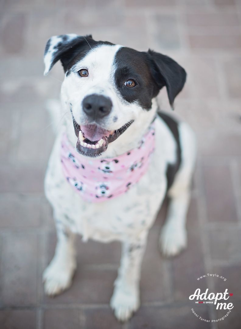 Rachel, an adoptable Border Collie, Labrador Retriever in Kingwood, TX, 77339 | Photo Image 3