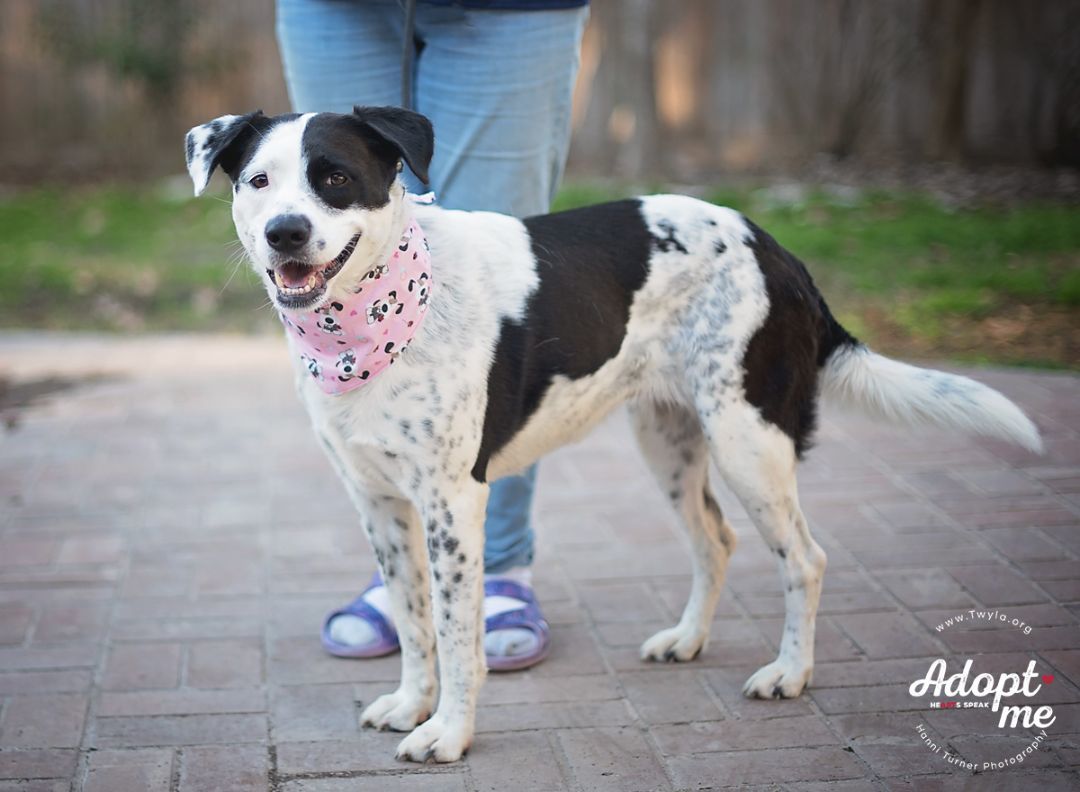 Rachel, an adoptable Border Collie, Labrador Retriever in Kingwood, TX, 77339 | Photo Image 4