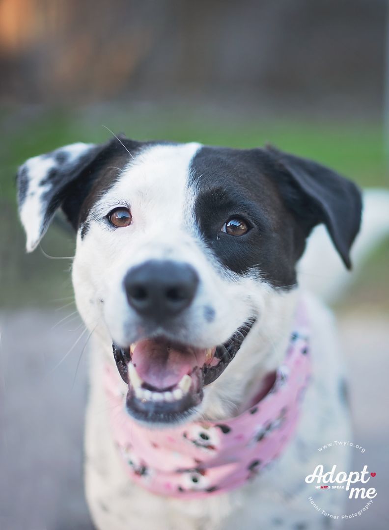 Rachel, an adoptable Border Collie, Labrador Retriever in Kingwood, TX, 77339 | Photo Image 5