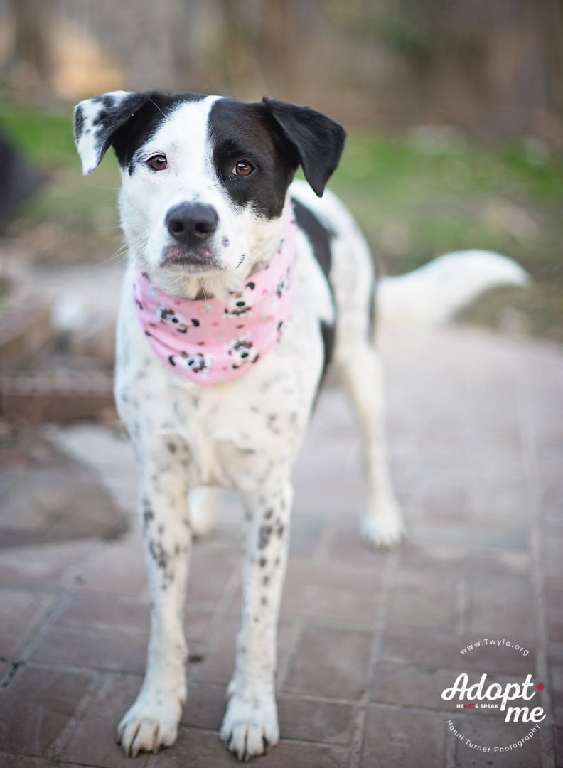 Rachel, an adoptable Border Collie, Labrador Retriever in Kingwood, TX, 77339 | Photo Image 6