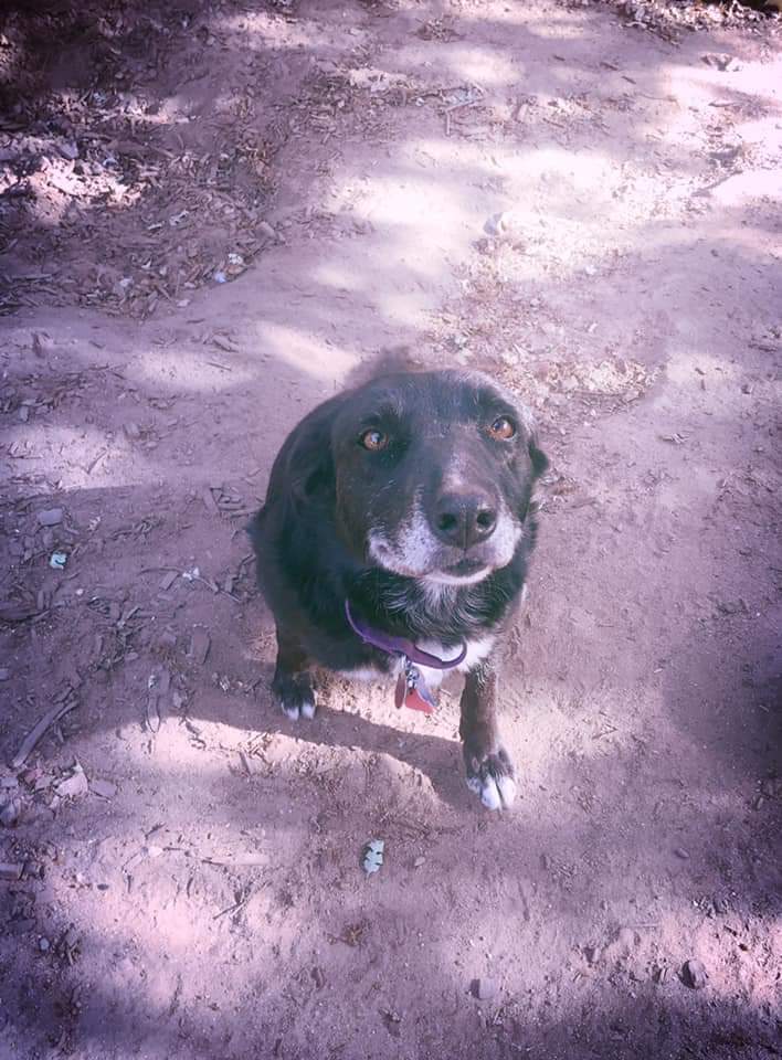 Shakira, an adoptable Border Collie in Fresno, CA, 93705 | Photo Image 2