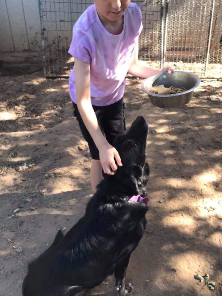 Shakira, an adoptable Border Collie in Fresno, CA, 93705 | Photo Image 3