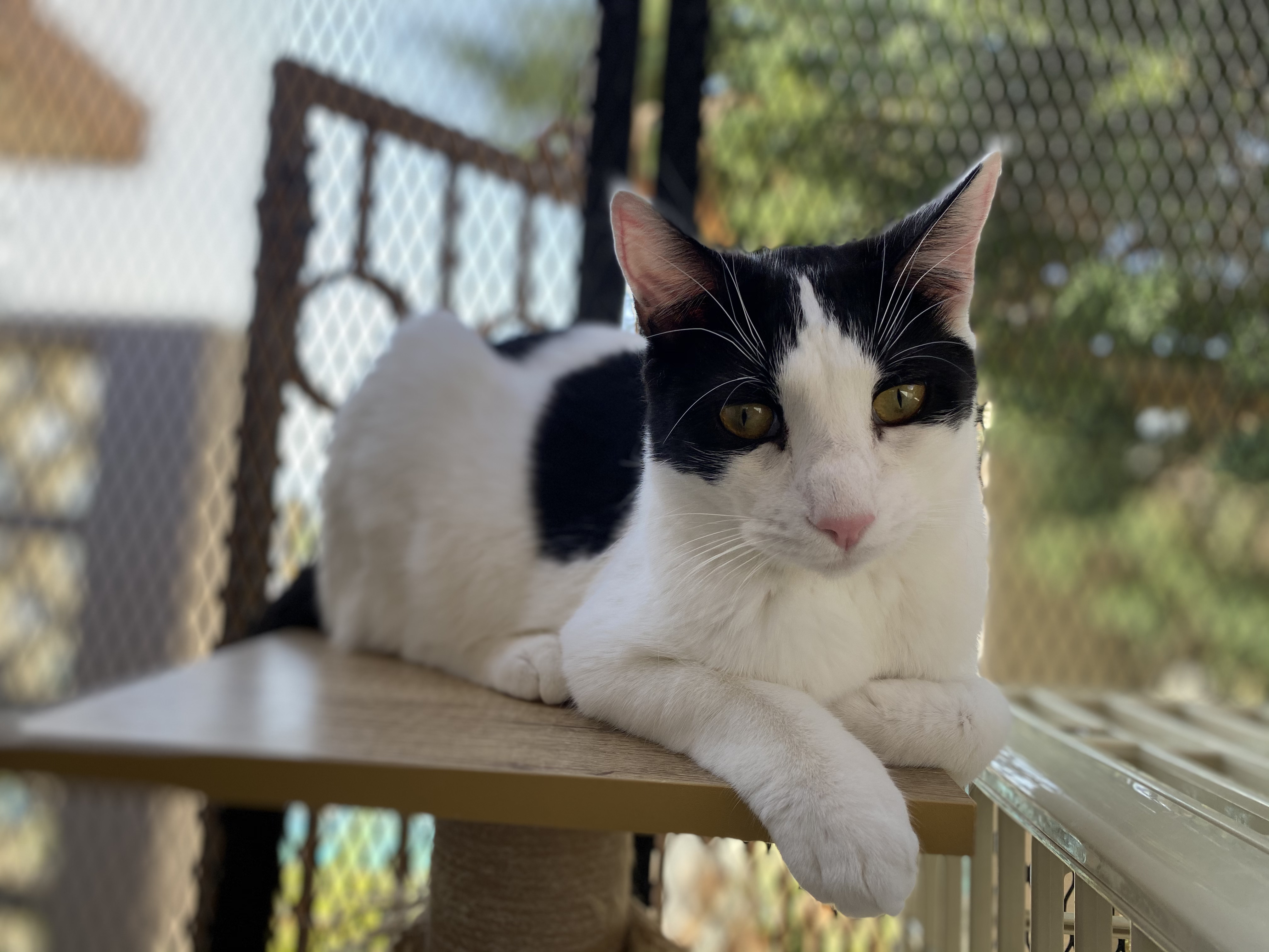 Cupid-Mickael, an adoptable Domestic Short Hair in Desert Hot Springs, CA, 92240 | Photo Image 2