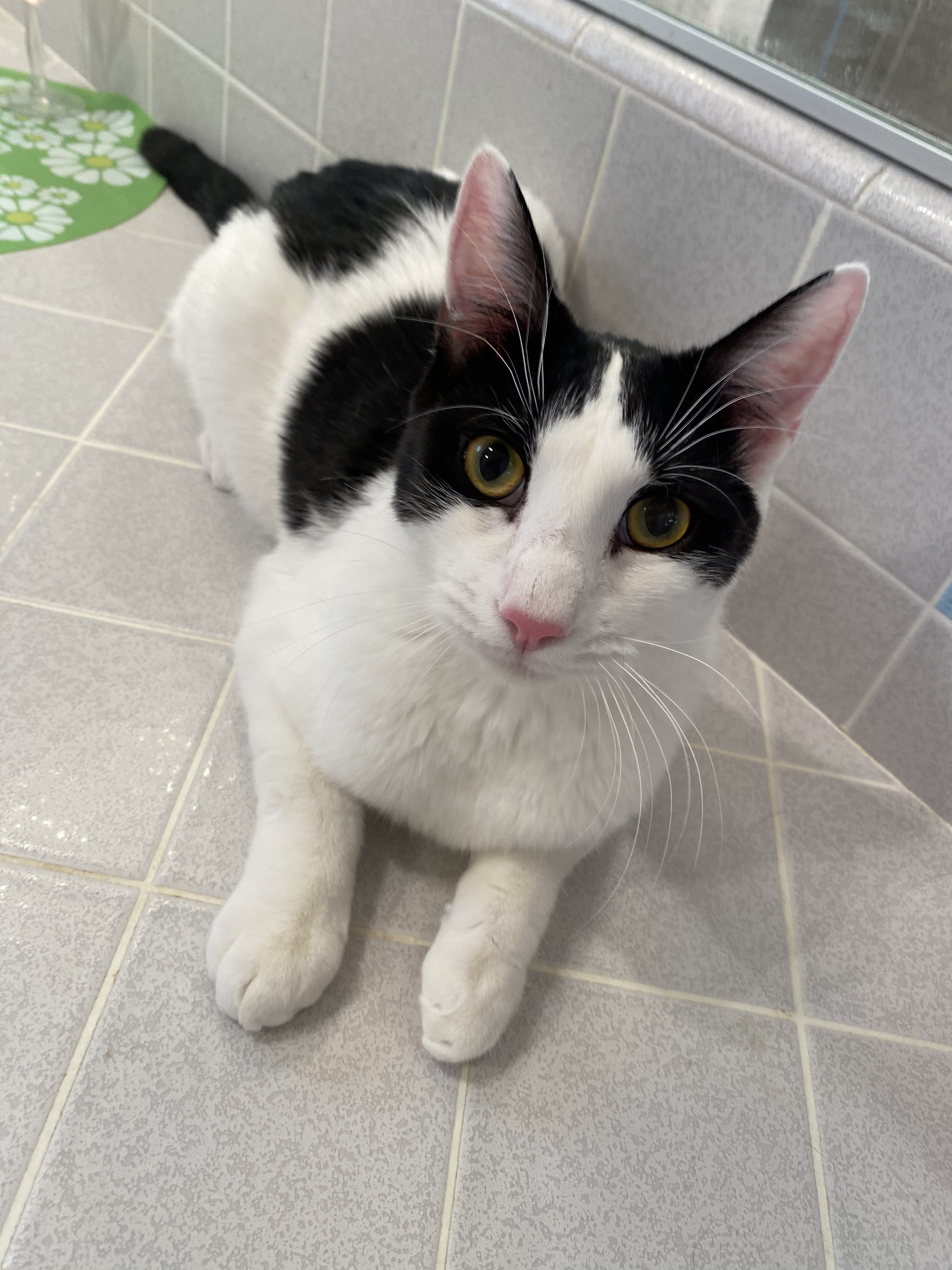 Cupid-Mickael, an adoptable Domestic Short Hair in Desert Hot Springs, CA, 92240 | Photo Image 3