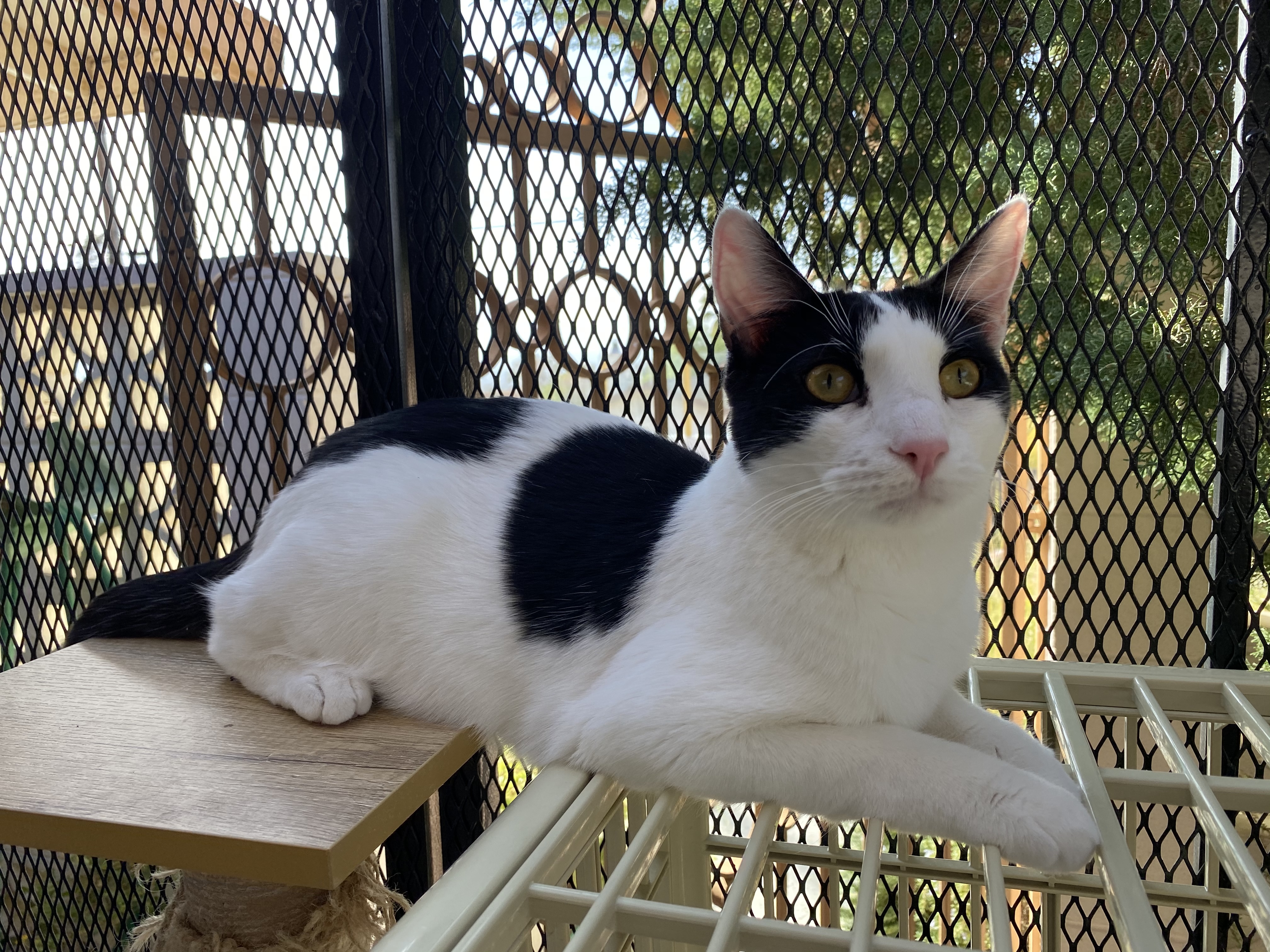 Cupid-Mickael, an adoptable Domestic Short Hair in Desert Hot Springs, CA, 92240 | Photo Image 1