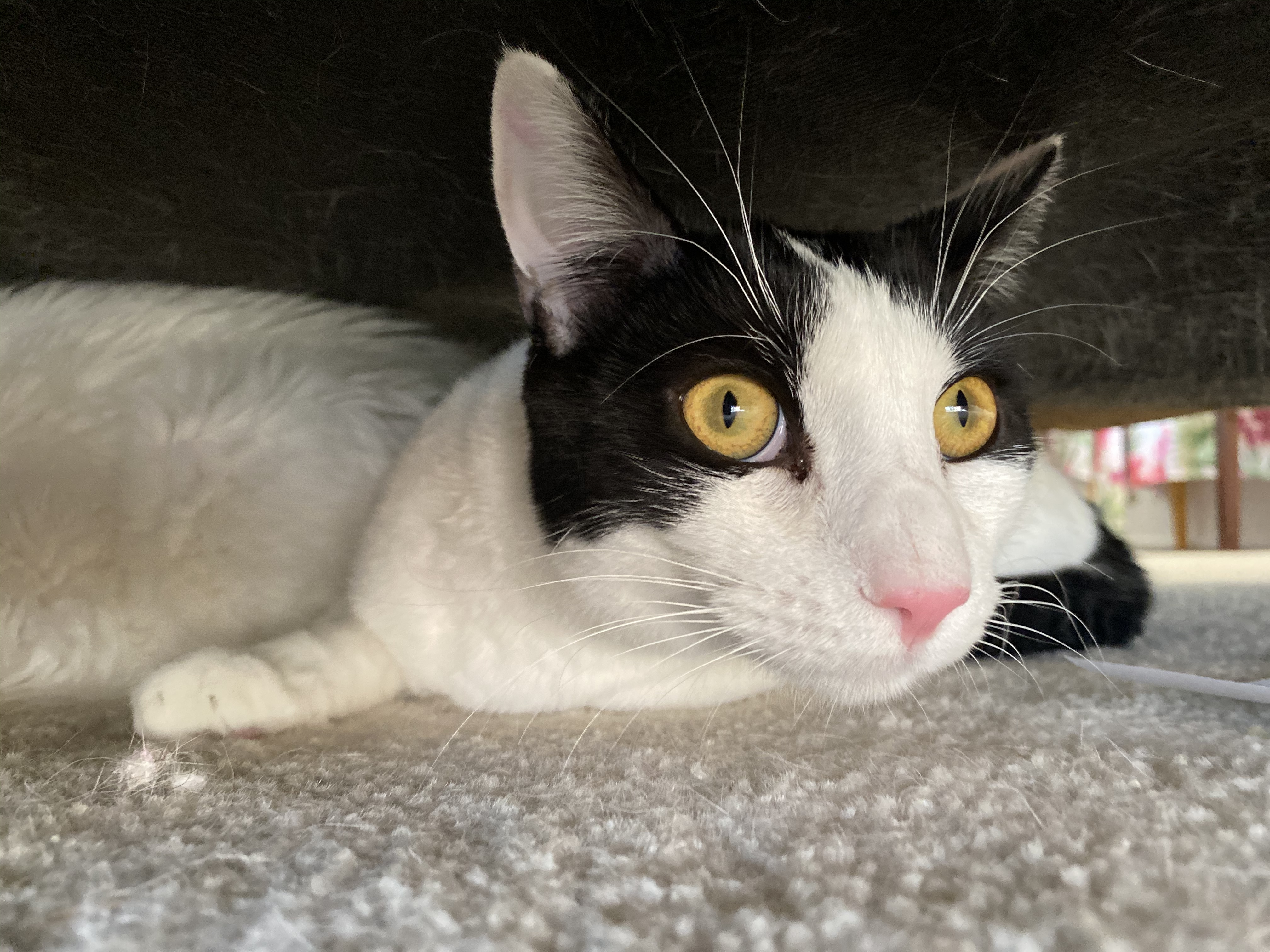 Cupid-Mickael, an adoptable Domestic Short Hair in Desert Hot Springs, CA, 92240 | Photo Image 5