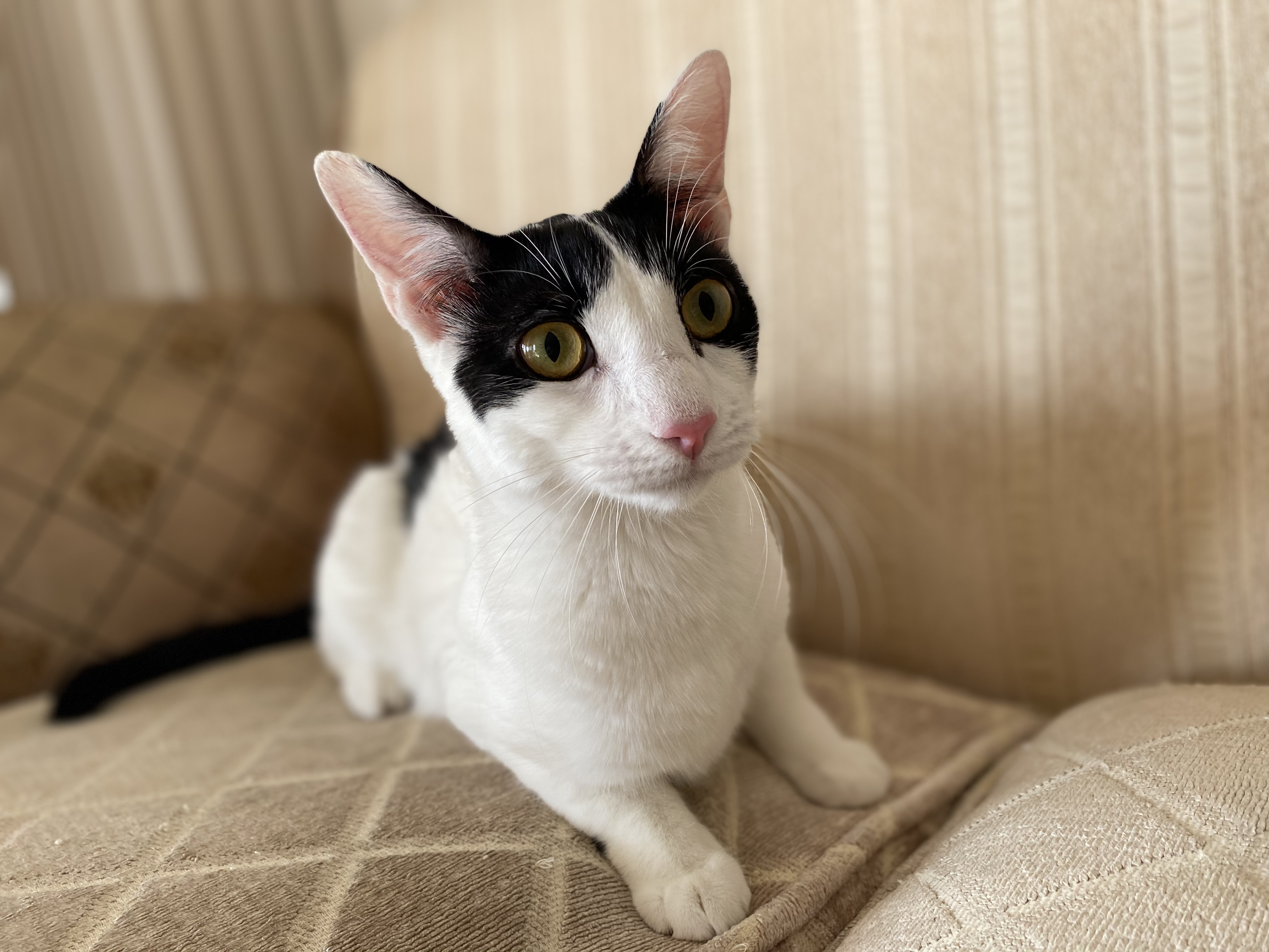 Cupid- Amor, an adoptable Domestic Short Hair in Desert Hot Springs, CA, 92240 | Photo Image 1