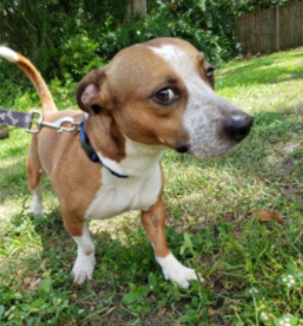 Echo, an adoptable Chihuahua, Pit Bull Terrier in Orlando, FL, 32861 | Photo Image 5