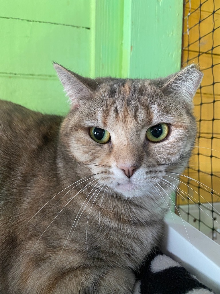 Jessie, an adoptable Domestic Short Hair in Pittsboro, NC, 27312 | Photo Image 1