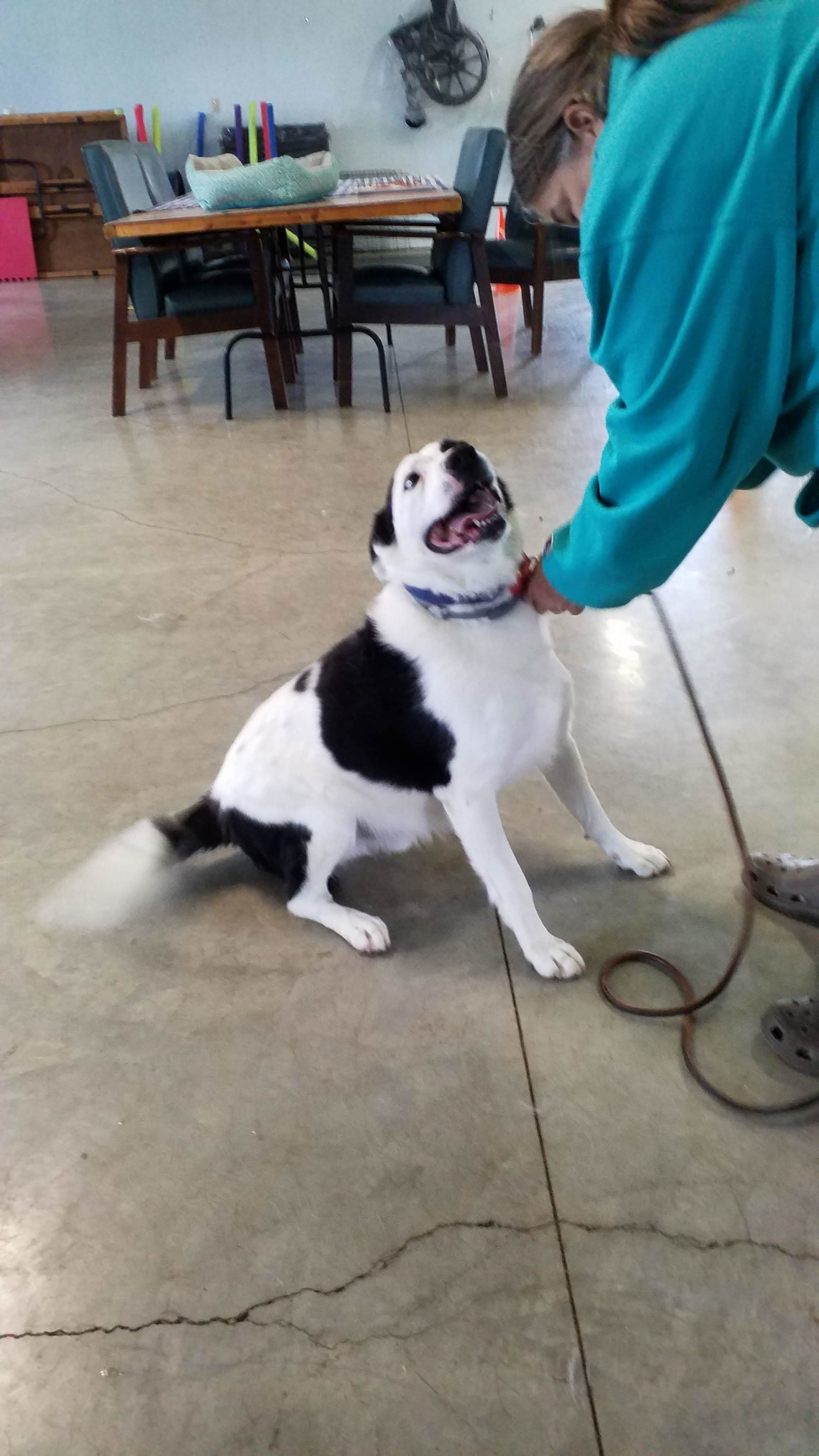 Chico, an adoptable German Shorthaired Pointer, English Springer Spaniel in Greeneville, TN, 37743 | Photo Image 3