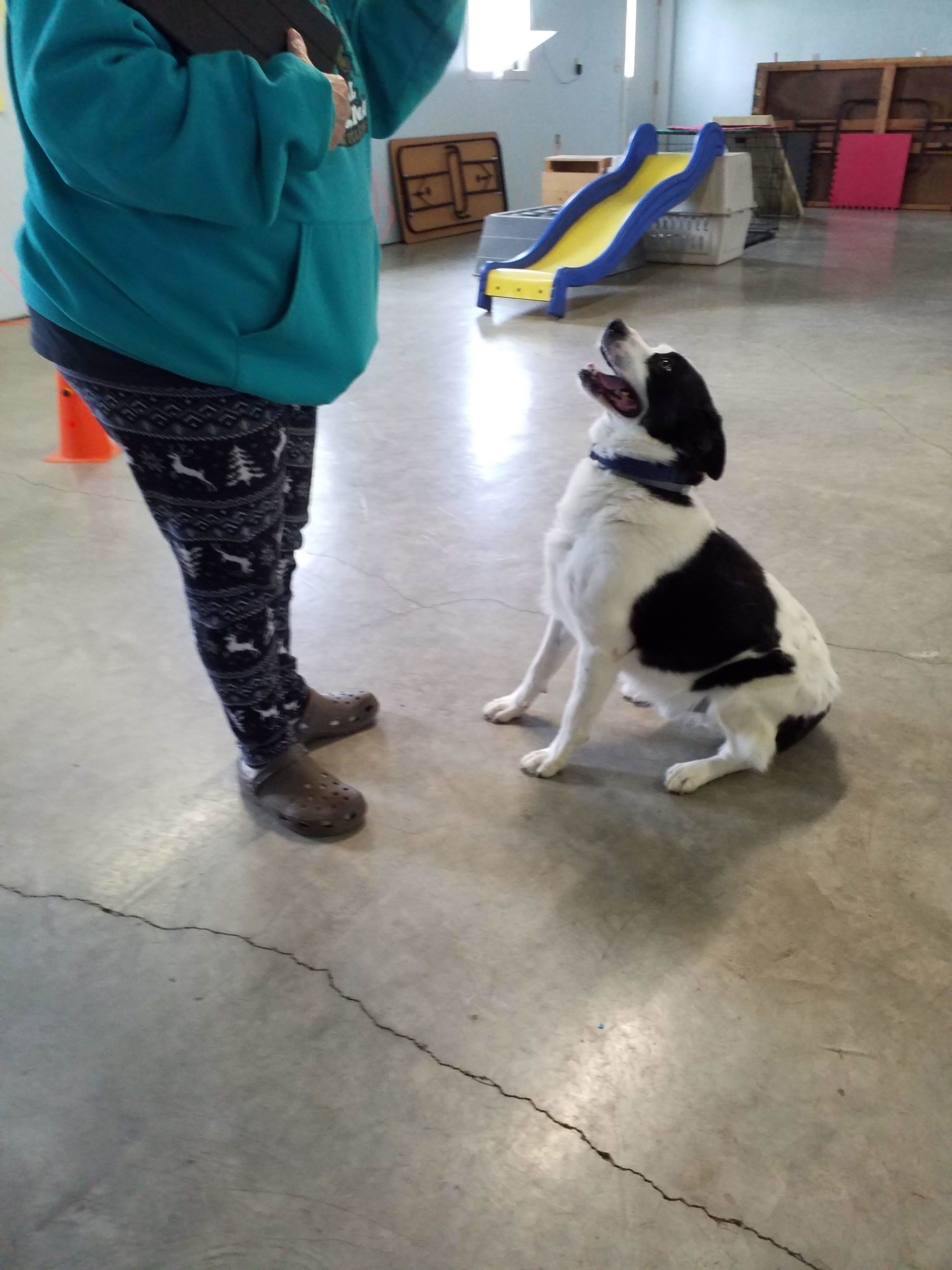 Chico, an adoptable German Shorthaired Pointer, English Springer Spaniel in Greeneville, TN, 37743 | Photo Image 6