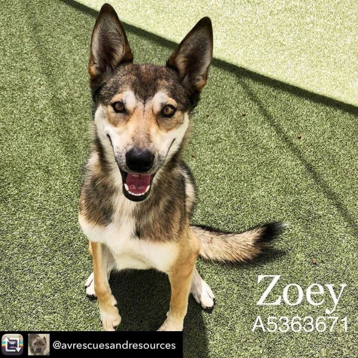 Zoey, an adoptable German Shepherd Dog & Cattle Dog Mix in Agua Dulce, CA_image-2