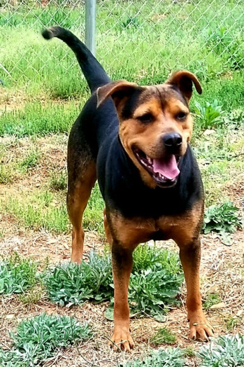 Coco, an adoptable German Shepherd Dog, Black and Tan Coonhound in Gainesville, GA, 30501 | Photo Image 1