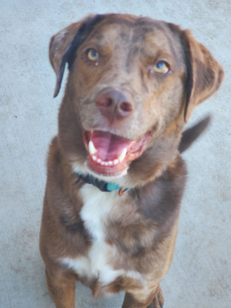 Ranger, an adoptable Catahoula Leopard Dog, Mixed Breed in Lindstrom , MN, 55045 | Photo Image 1
