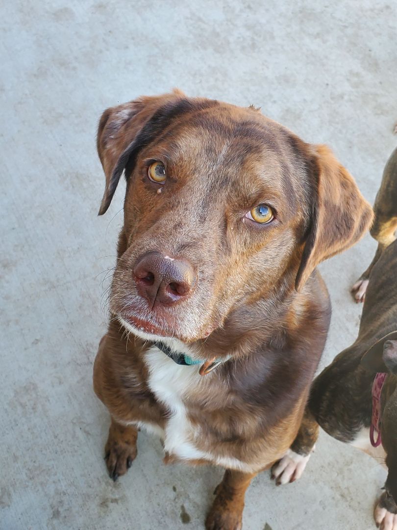 Ranger, an adoptable Catahoula Leopard Dog, Mixed Breed in Lindstrom , MN, 55045 | Photo Image 4