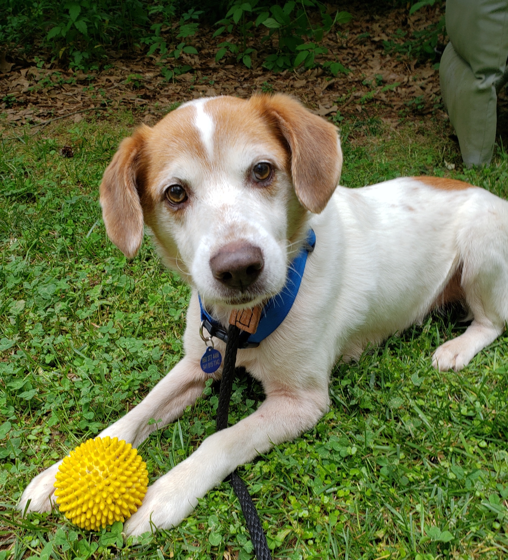 Dog for adoption - Swain, a Jack Russell Terrier ...