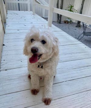 Cajun poodle hot sale rescue