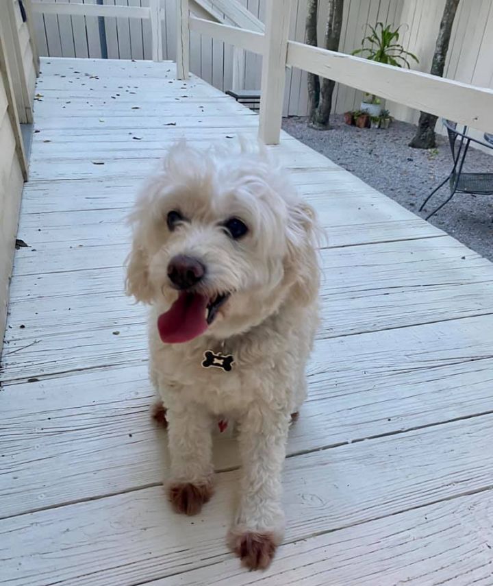 cocker spaniel maltese mix