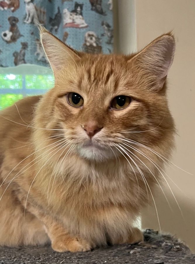 Cat for adoption Shredder, a Domestic Long Hair in Independence, MO