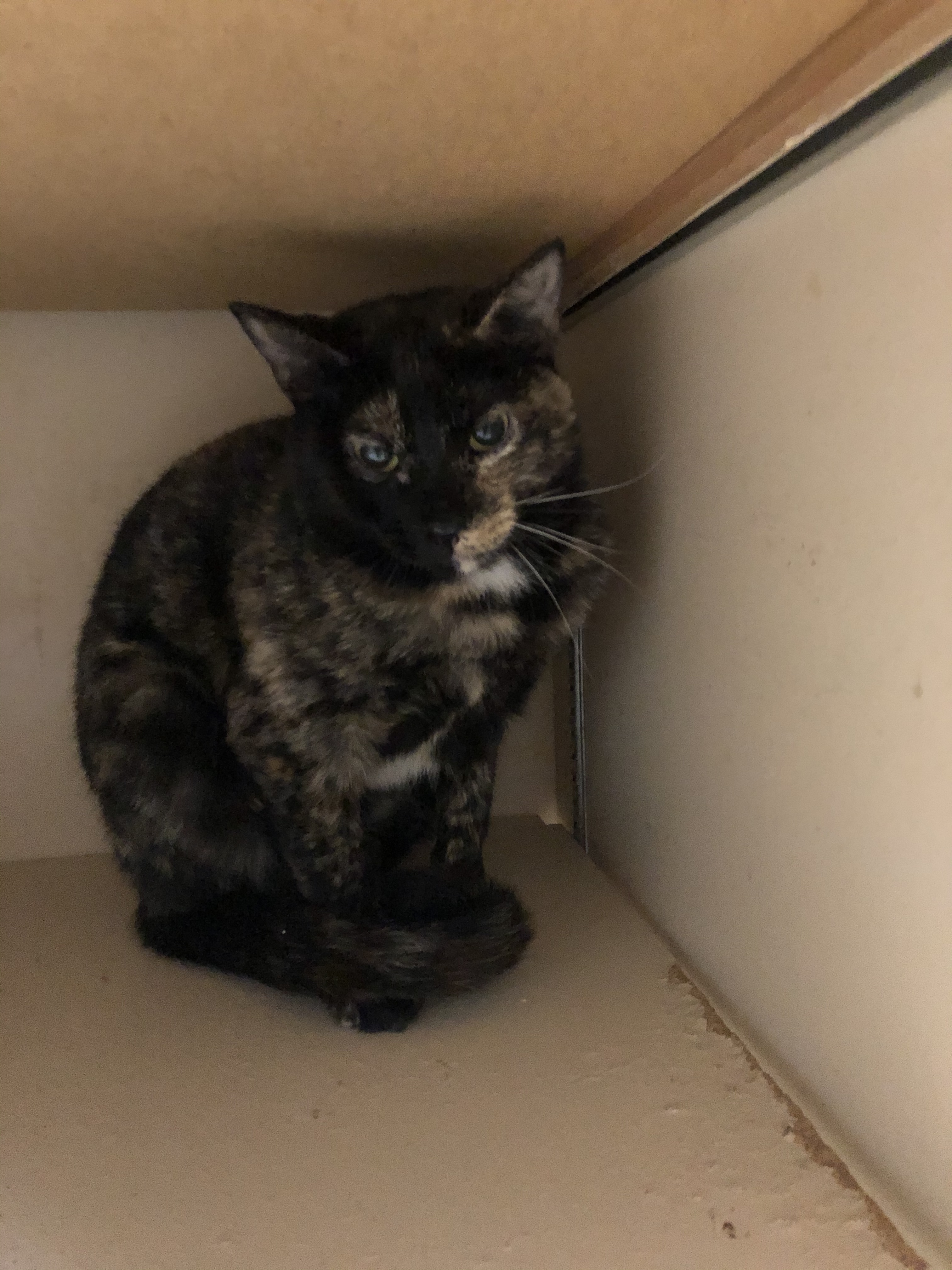 Lucy, an adoptable Tortoiseshell in Independence, MO, 64051 | Photo Image 3