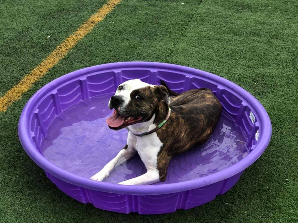 Duncan, an adoptable Pit Bull Terrier in Eagle, ID, 83616 | Photo Image 2