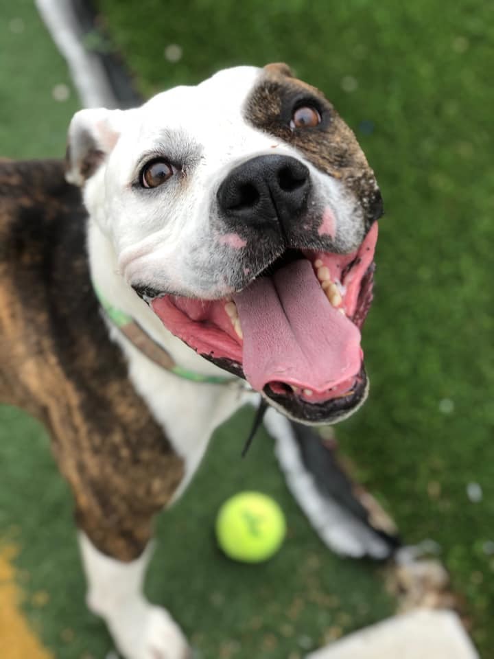 Duncan, an adoptable Pit Bull Terrier in Eagle, ID, 83616 | Photo Image 4
