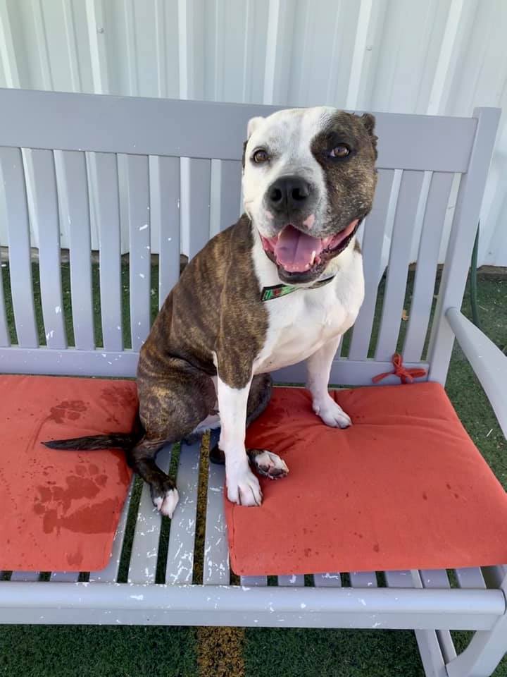 Duncan, an adoptable Pit Bull Terrier in Eagle, ID, 83616 | Photo Image 7