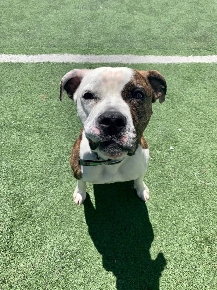 Duncan, an adoptable Pit Bull Terrier in Eagle, ID, 83616 | Photo Image 7