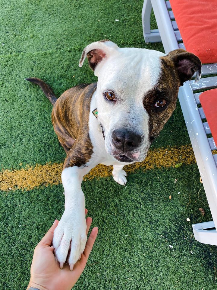 Duncan, an adoptable Pit Bull Terrier in Eagle, ID, 83616 | Photo Image 8