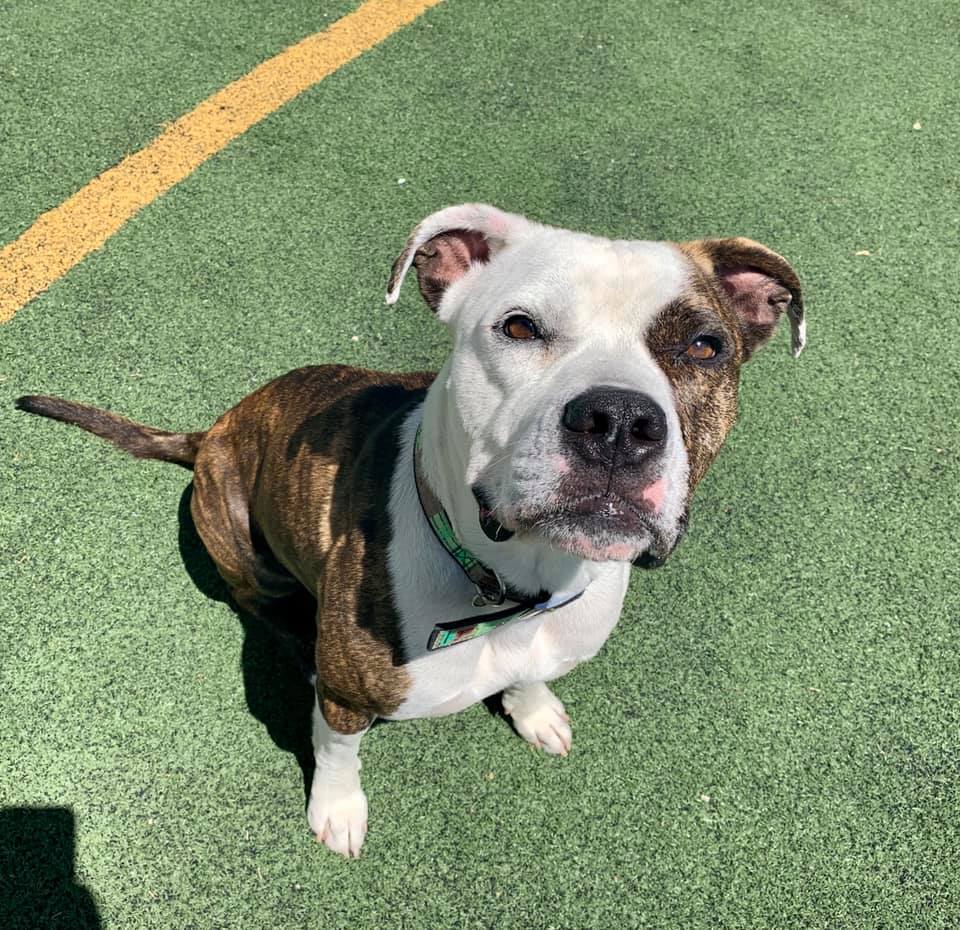Duncan, an adoptable Pit Bull Terrier in Eagle, ID, 83616 | Photo Image 9